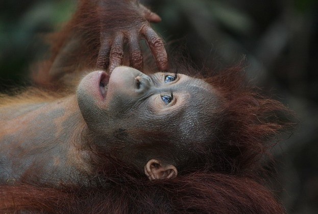 Orangutan