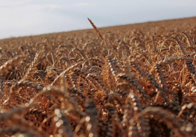 wheat field