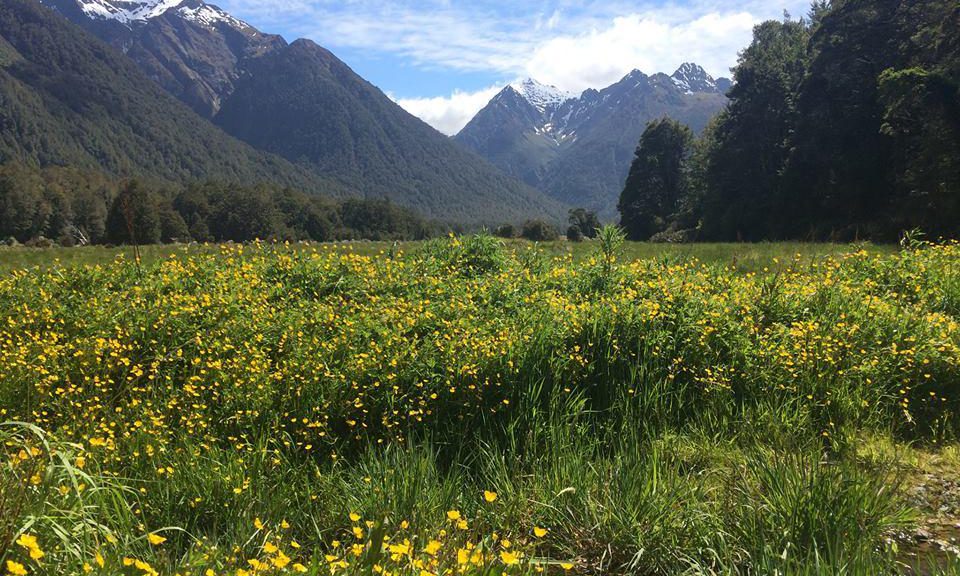 Alpine scene New Zealand